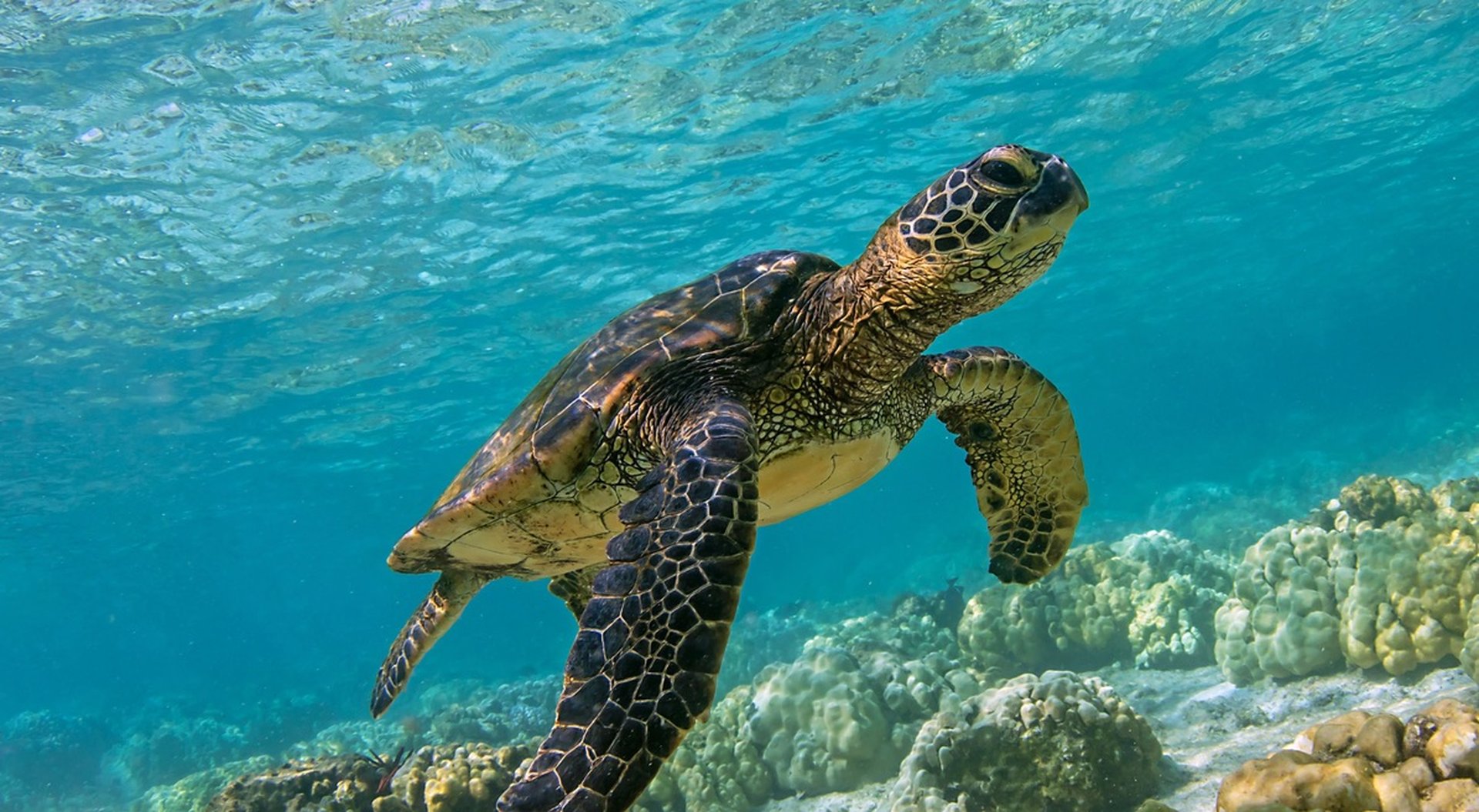 Sea turtle swimming over coral reef